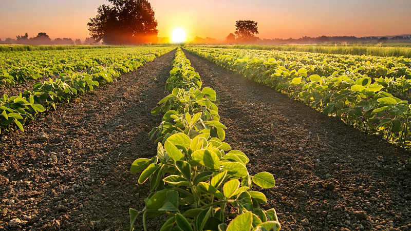 Chinese scientists develop method to increase crop yields.jpg