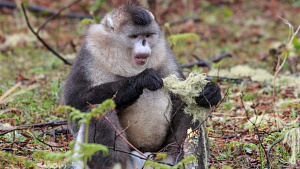 China reveals rare snub-nosed monkey population