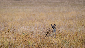 Egypt discovers spotted hyenas for first time in thousands of years